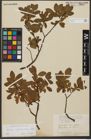 Foto von Salix waldsteiniana Willd.